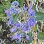 Caryopteris × clandonensis Çiçek