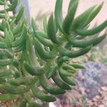 Crassula tetragona Folha