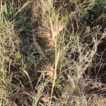 Themeda triandra Floare