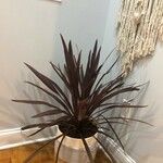 Cordyline australisBlatt