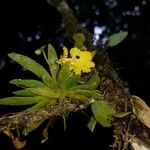 Erycina pusilla Hoja