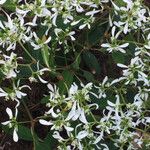 Chamaesyce hypericifolia Цвят