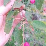 Amelanchier canadensisFrukt