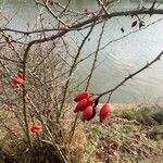 Rosa dumalis Fruit