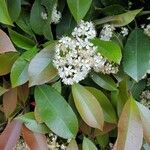 Photinia serratifoliaFlor