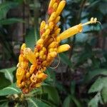Sanchezia oblonga Çiçek