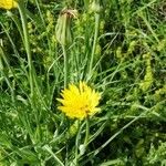 Tragopogon pratensisFlower