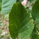 Corylus americana Hoja