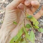 Pouteria gardneriana 果實