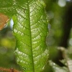 Hirtella physophora Hoja