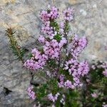 Erica multiflora Flower