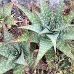 Aloe spp. Leaf