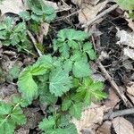 Geum aleppicum Leaf