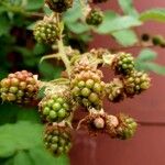 Rubus armeniacus Altul/Alta