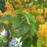 Pterocarpus indicus পাতা