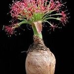 Boophone disticha Floro
