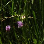 Lathyrus palustris Květ