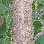 Cestrum aurantiacum Bark