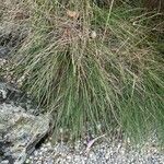 Festuca gamisansii Blatt