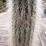 Cleistocactus hyalacanthus Liść