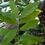 Vaccinium stamineum Leaf