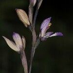Limodorum trabutianum Blomst