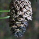 Pinus virginiana Fruit