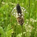 Plantago argentea Virág