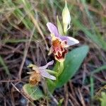 Ophrys × vicina
