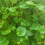 Viola hederacea Leaf