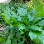 أنواع غير معروفةLeaf