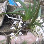 Podangis rhipsalisocia फूल