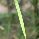 Bambusa vulgaris Liść