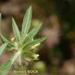 Anthyllis cornicina 葉