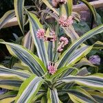 Dracaena fragrans ফুল