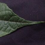 Duboscia macrocarpa Otro