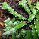 Asplenium scolopendrium Liść