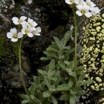 Draba dubia Hábito