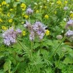 Phacelia tanacetifoliaKukka