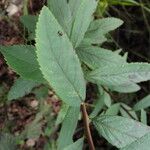 Spiraea salicifolia 葉