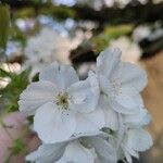 Prunus × yedoensis Цветок