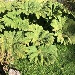 Gunnera tinctoria Blatt