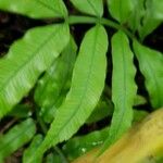 Angiopteris lygodiifolia Foglia