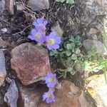 Chaenorhinum origanifolium Blomma