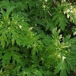 Heracleum mantegazzianum Levél