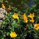 Trollius chinensis फूल