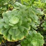 Aeonium undulatum Лист