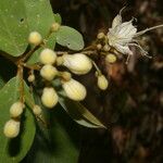 Morisonia indica Fruit