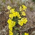 Erysimum jugicola Flower