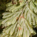 Hymenophyllum tunbrigense Листок